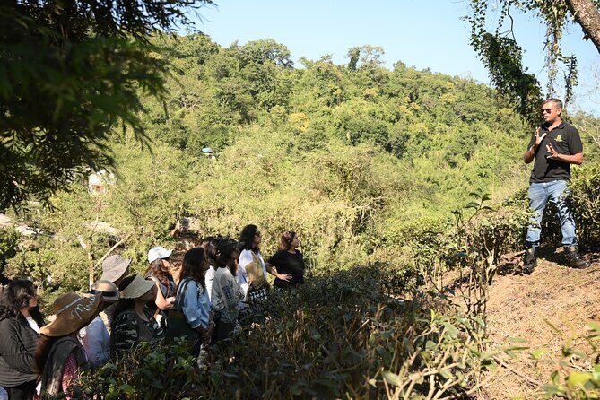 Amchong Tea Estate + Factory Visit (with Hi-tea only) - Exploring the Amchong Tea Estate: A Practical Look at What to Expect