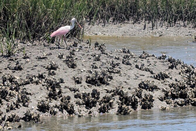 Amelia Island Kayak and Paddleboard Rentals Talbot State Park - Who Will Love This Experience?