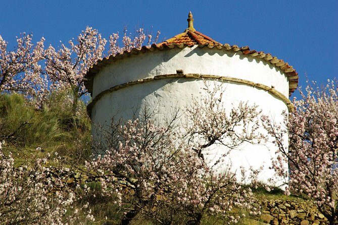 Amendoeiras em Flor - A day among almond blossoms, Douro wines, and historic villages in Portugal