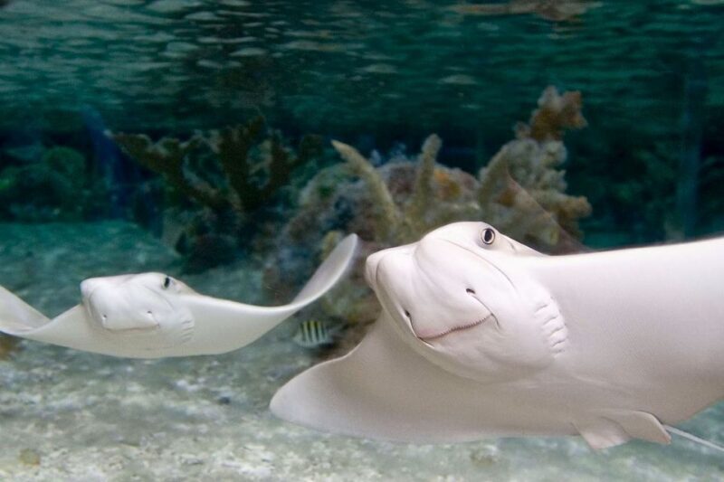 American Dream: SEA LIFE® Aquarium Entry Ticket - Final Thoughts