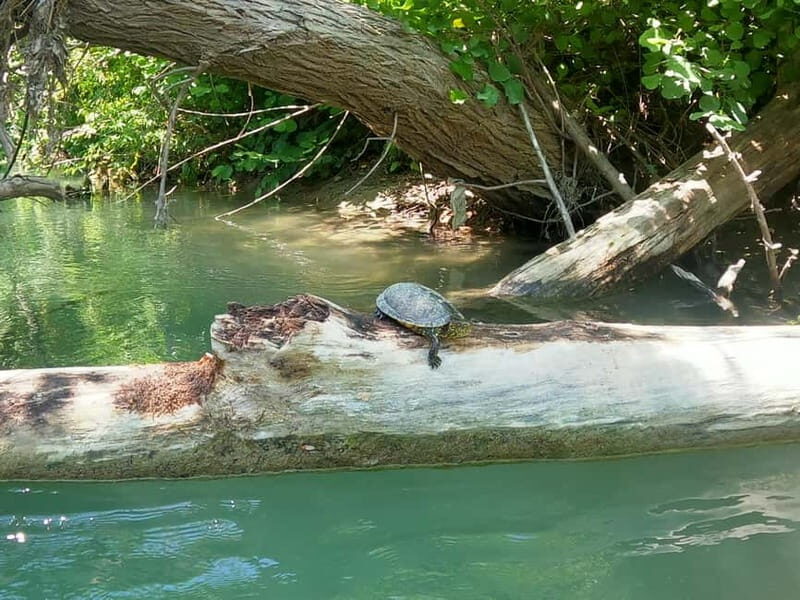 Ammoudia: 13 km Kayaking Adventure in the Acheron River. - An In-Depth Look at the Kayaking Adventure in the Acheron River