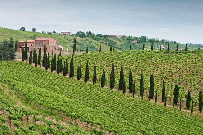 Among ancient sunny vineyards, visit and taste the wines from the San Lorenzo cellar - Experience the Sun-Drenched Vineyards and Winemaking Secrets of San Lorenzo in Abruzzo