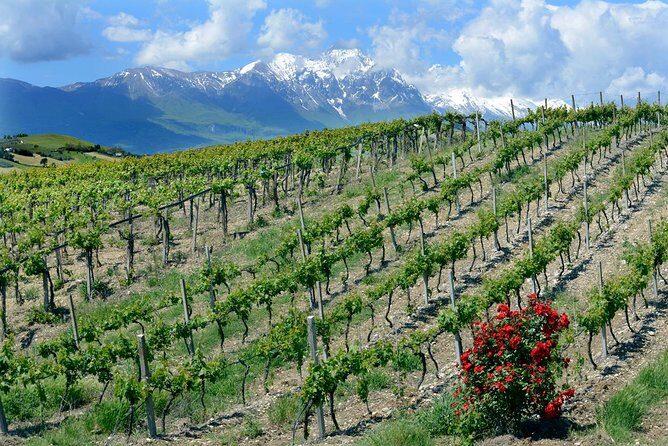 Among ancient sunny vineyards, visit and taste the wines from the San Lorenzo cellar - Key Points