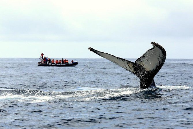 Among Whales Dolphins and Volcanoes Full Day Tour With Lunch - Exploring the Azores: Whales, Volcanoes, and Scenic Beauty in a Day