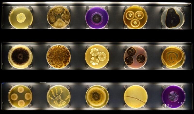 Amsterdam: ARTIS-Micropia Microbe Museum Entry Ticket - A Deep Dive into the ARTIS-Micropia Experience