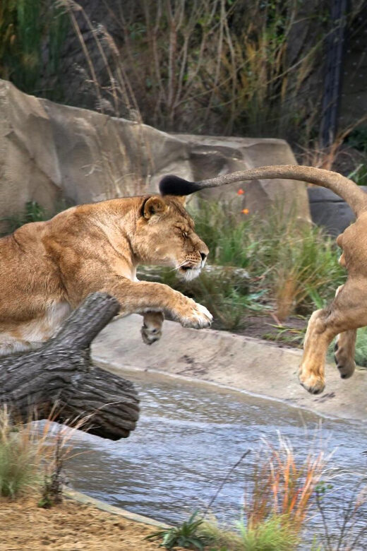 Amsterdam: ARTIS Royal Zoo and ARTIS Groote Museum Ticket - What to Expect During Your Visit