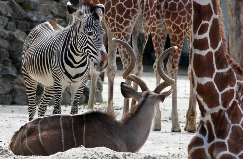 Amsterdam: ARTIS Royal Zoo and ARTIS Groote Museum Ticket - FAQ