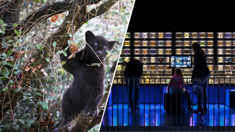Amsterdam: Artis Royal Zoo & ARTIS-Micropia Combo Ticket - Discover Amsterdam’s Unique Wildlife and Microbes with the Artis Royal Zoo & Micropia Combo
