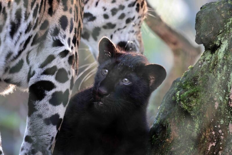 Amsterdam: Artis Royal Zoo & ARTIS-Micropia Combo Ticket - Practical Tips & Considerations