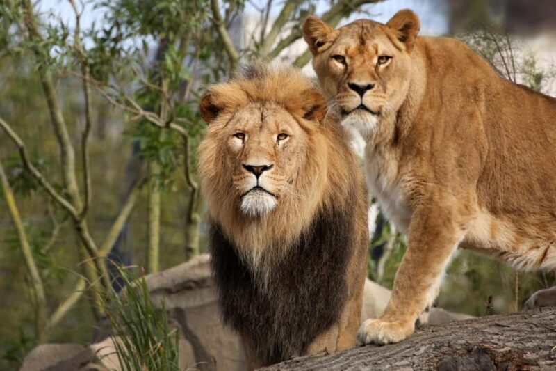 Amsterdam: Artis Royal Zoo & ARTIS-Micropia Combo Ticket - Who Would Love This Experience?