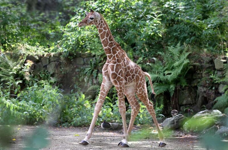 Amsterdam: ARTIS Royal Zoo Ticket with Animals on the Canal - Key Points