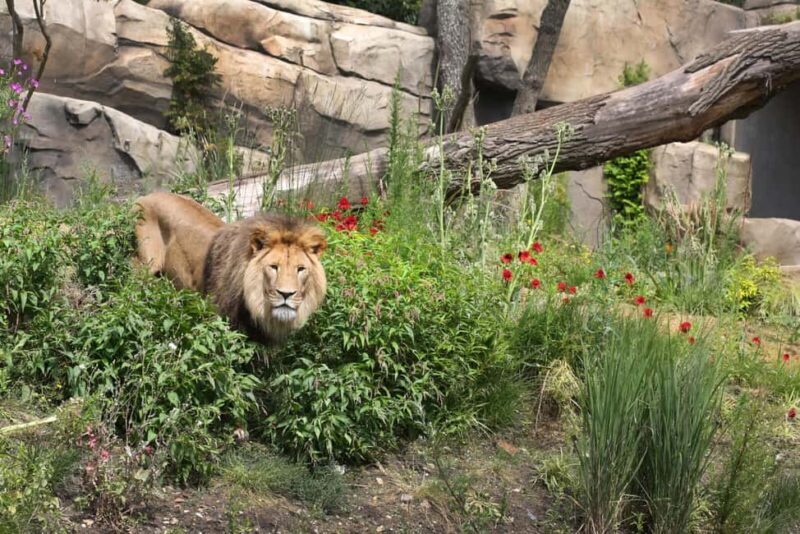 Amsterdam: ARTIS Royal Zoo Ticket with Animals on the Canal - FAQ
