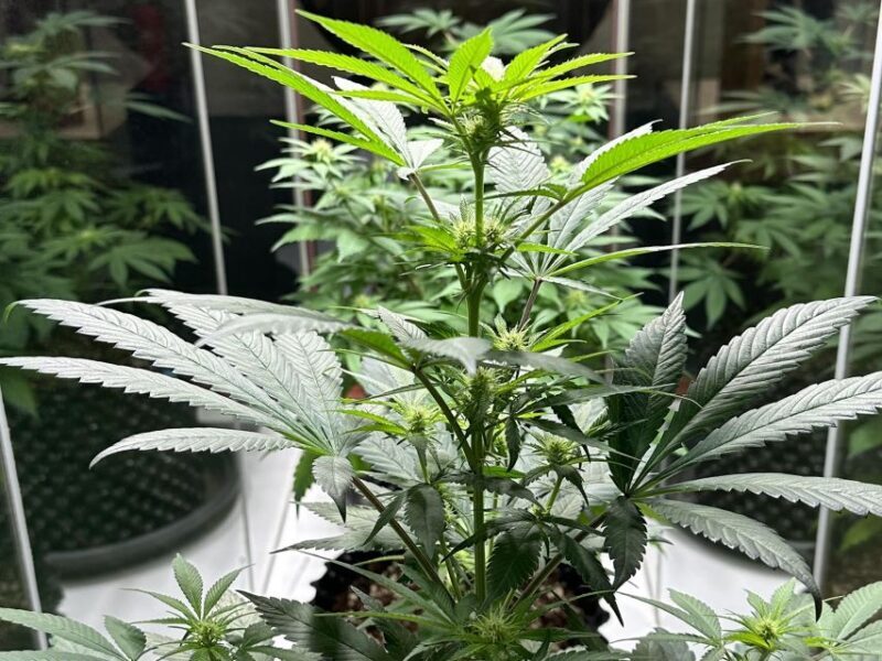 Amsterdam: Cannabis Museum Entry Ticket - FAQ: Practical Questions about the Cannabis Museum