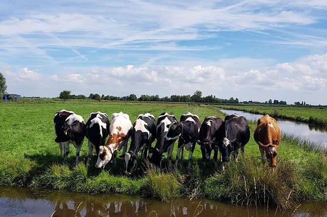 Amsterdam City & Countryside Tour: The Best of both Worlds - Frequently Asked Questions