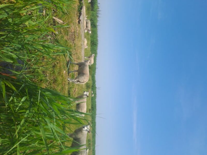 Amsterdam: Countryside Bike and Kayak Guided Tour - Final Thoughts: Is This Tour for You?