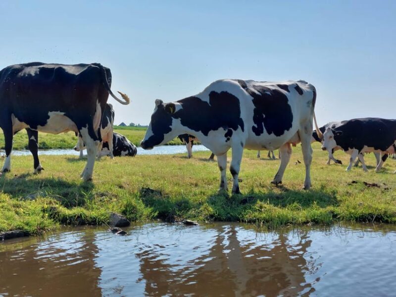 Amsterdam & Countryside Private Tour by premium car - Exploring Amsterdam & Countryside by Private Premium Car: An Authentic Dutch Experience