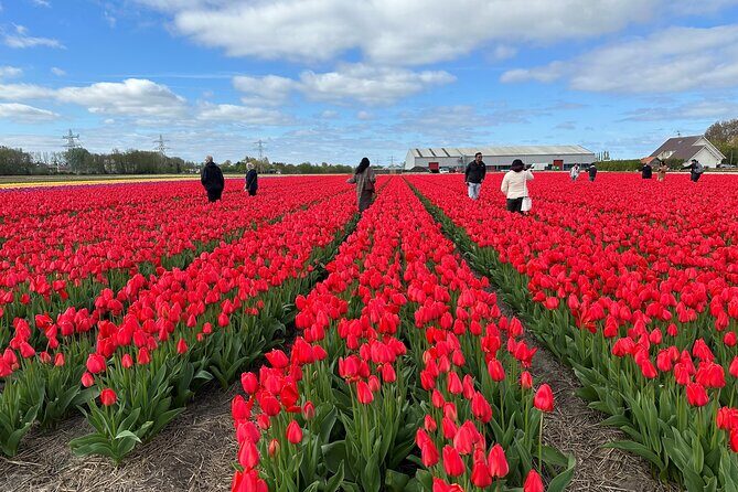 Amsterdam: Day trip to Tulip Farm, Keukenhof + Windmill Cruise - A Deep Dive into the Tour Experience