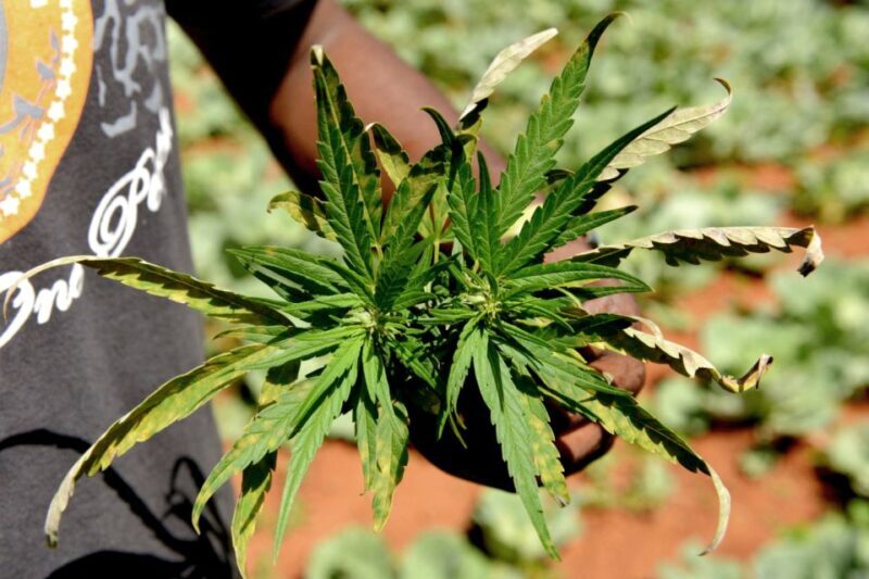 Amsterdam Green Scene: A Private Cannabis Tour - FAQs