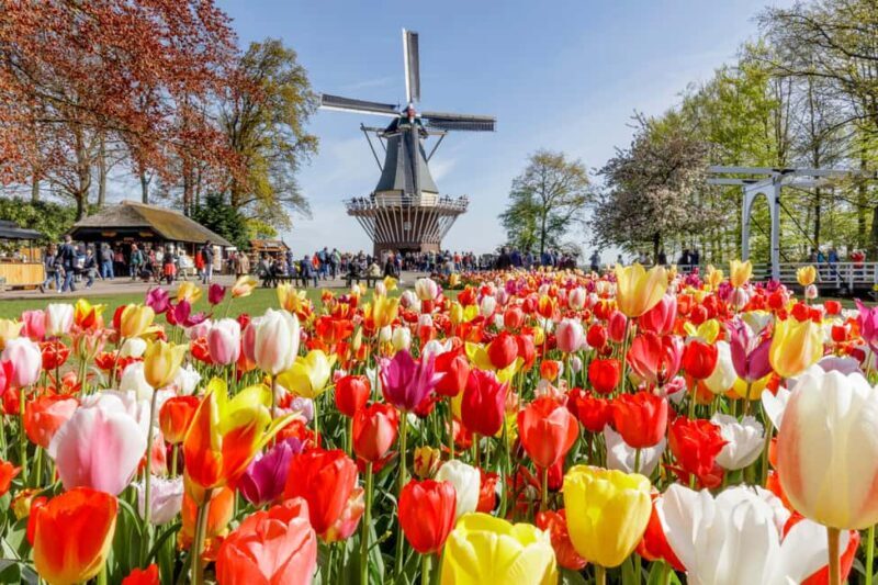Amsterdam: Keukenhof Gardens Half Day Guided Tour - Who This Tour Is Perfect For