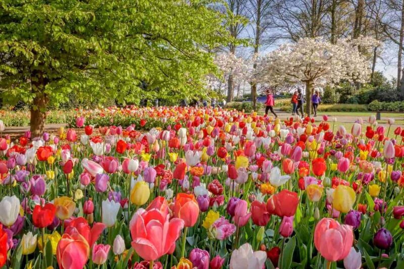 Amsterdam: Keukenhof Gardens & Tulip Fields Private Tour - Who Should Consider This Tour?