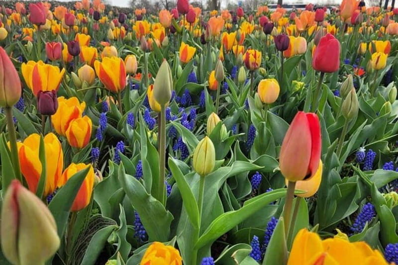 Amsterdam: Keukenhof Tulip Gardens Private Tour - Who Will Love This Tour?