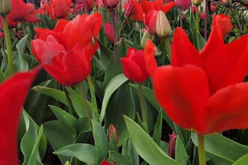 Amsterdam: Keukenhof Tulip Gardens Private Tour - FAQs