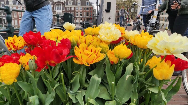 Amsterdam: Off the Beaten Path Bike Tour in French - The Value of the Experience