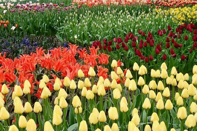 Amsterdam Private Tour to Keukenhof, Tulip Fields and Windmills - A Detailed Look at the Tour Experience
