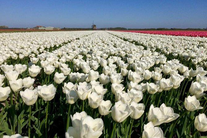 Amsterdam Private Tour to Keukenhof, Tulip Fields and Windmills - FAQ