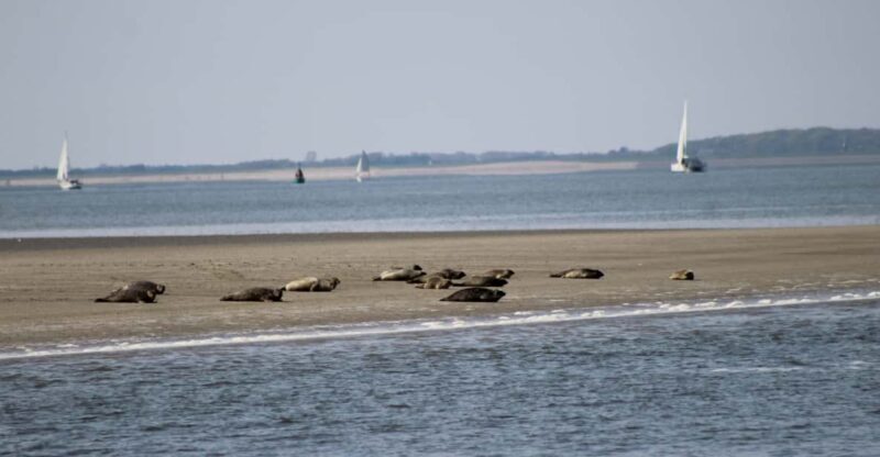 Amsterdam: Seal Safari at Waddensea UNESCO Site - Discover the Waddensea UNESCO Site and Historic Medemblik on a Seal Safari