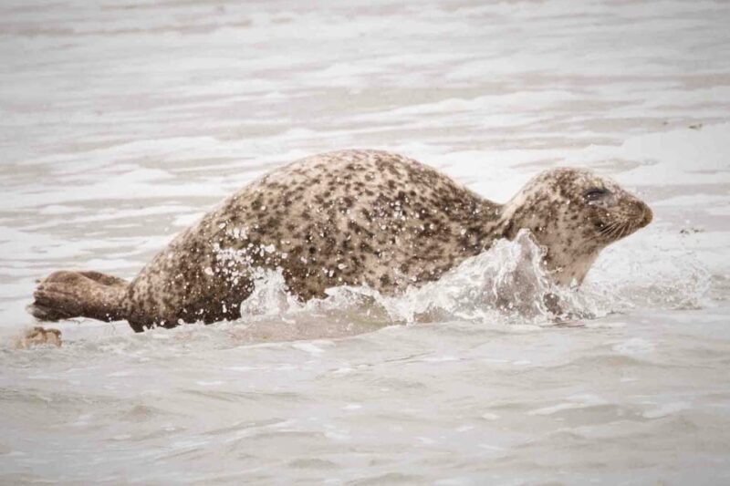 Amsterdam: Seal Safari at Waddensea UNESCO Site - Who Will Love This Tour?