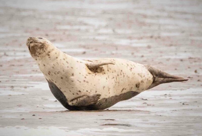 Amsterdam: Seal Safari at Waddensea UNESCO Site - The Sum Up