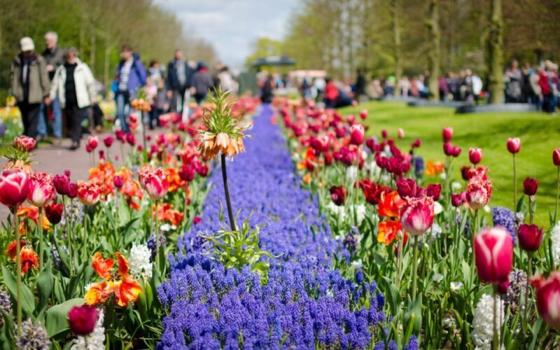 Amsterdam: Tour to Keukenhof Gardens with Windmill Cruise - Who Will Enjoy This Tour?