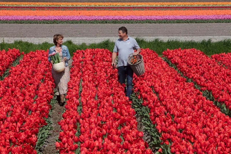 Amsterdam: Tulip Farm Visit, Keukenhof, and Windmill Cruise - Key Points