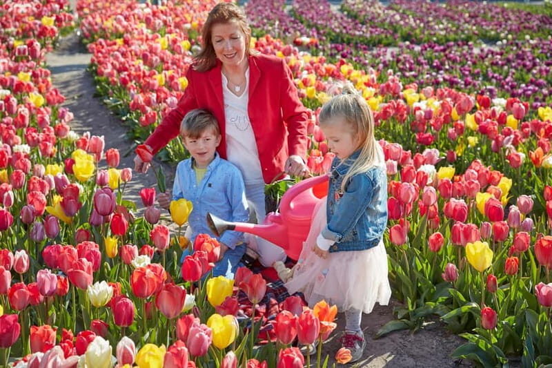 Amsterdam : Tulip Wonderland Tour - A Detailed Look at the Tulip Wonderland Tour