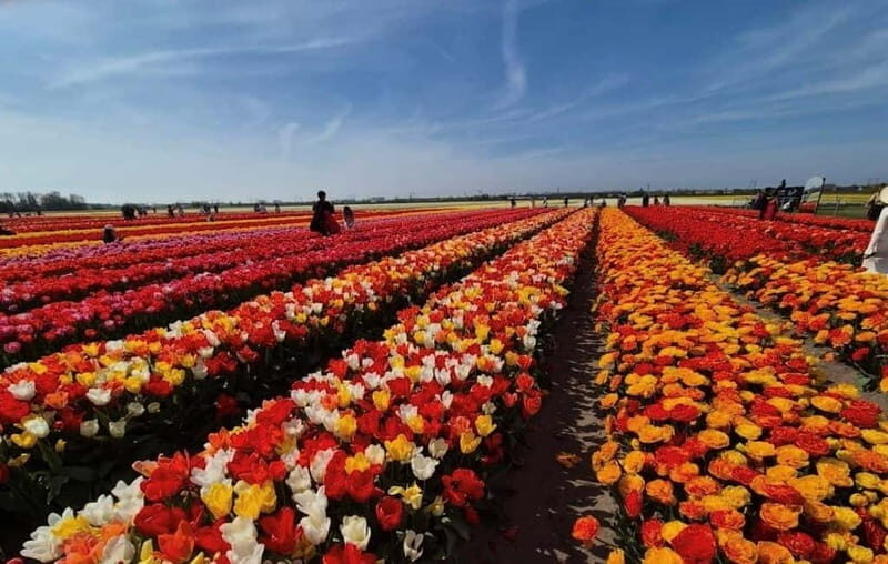 Amsterdam : Tulip Wonderland Tour - Who Should Consider This Tour?