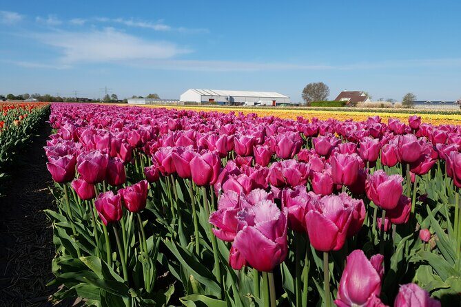 Amsterdam TulipFields of Holland Tour - An In-Depth Look at the TulipFields of Holland Tour