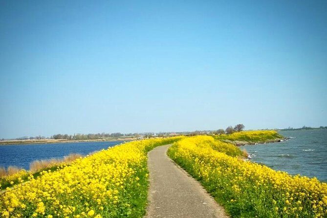Amsterdam's Countryside Half-Day Bike Tour in Small Group - Why the Small Group Matters