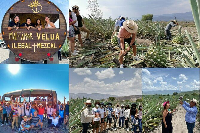 An adventure for the senses: Mezcal, fields and crafts. - An Adventure for the Senses: Mezcal, Fields, and Crafts
