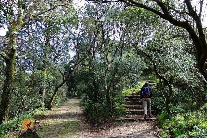 An adventure through the Forest and Palace of Bussaco - Coimbra - An In-Depth Look at the Bussaco Forest and Palace Tour