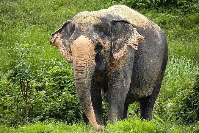 An Afternoon with the Elephants at Phuket Elephant Sanctuary - A Deep Dive into the Experience