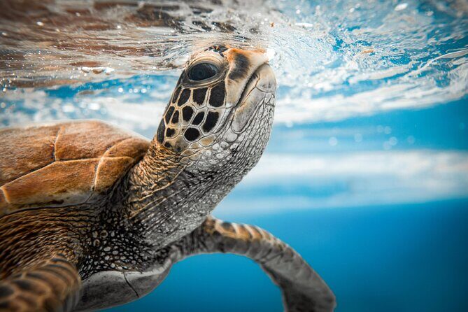 An Eagle Ray and Turtle Tour-Small Groups & Photography Included - Practical Details and Tips