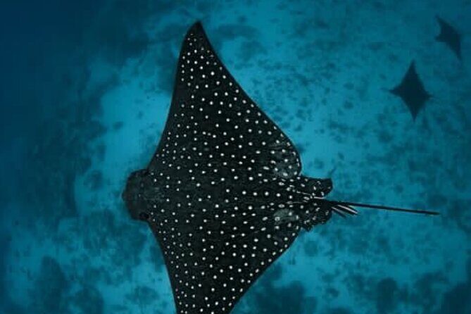 An Eagle Ray and Turtle Tour-Small Groups & Photography Included - Authentic Experiences & Authenticity
