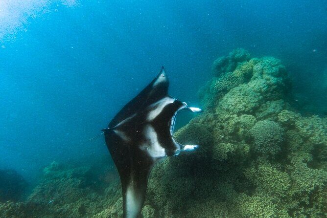 An Immersed Day in Bora Bora with O-sea - Practical Details and Considerations