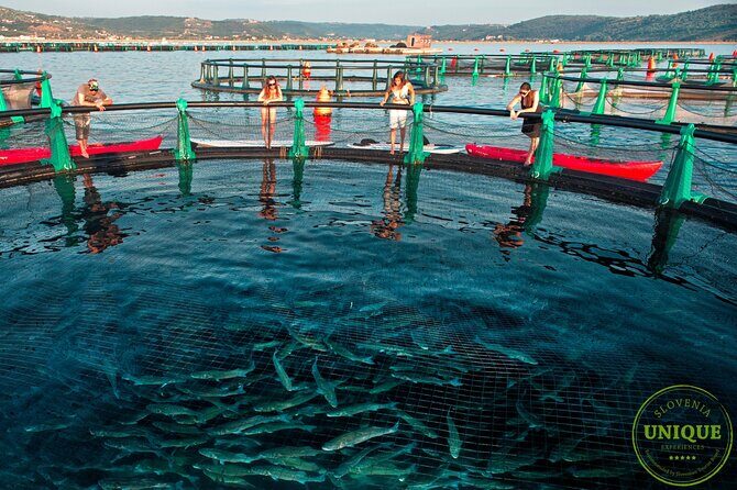 An Unforgettable Day With Fish, Wine and Olive Oil Tasting - FAQ