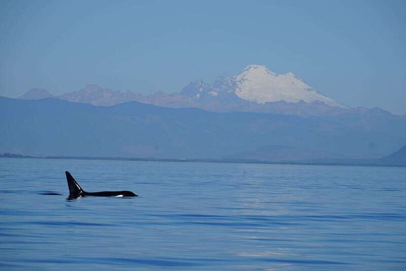 Anacortes: Orca Whales Guaranteed Boat Tour near Seattle - Key Points