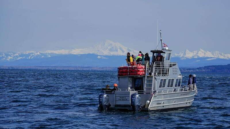 Anacortes: Orca Whales Guaranteed Boat Tour near Seattle - A Deep Dive into the Orca Whale Tour Experience