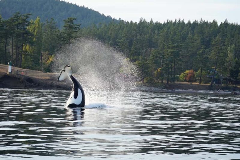 Anacortes: Whale and Orca Boat Tour near Seattle - Key Points