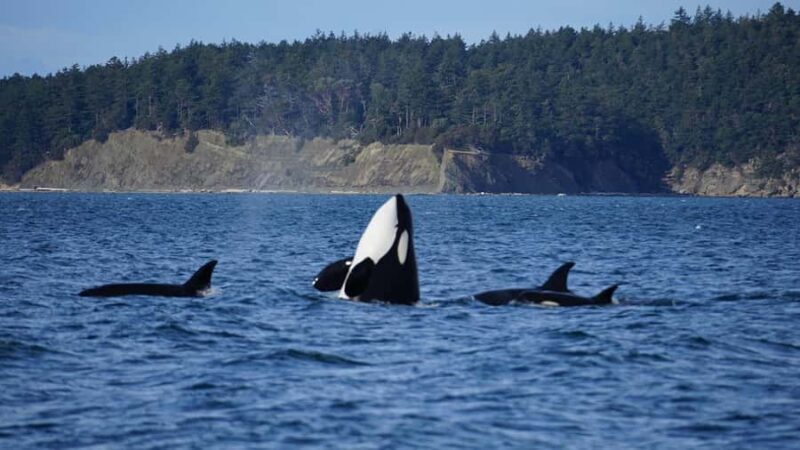 Anacortes: Whale and Orca Boat Tour near Seattle - Final Thoughts: Is This Tour Right for You?