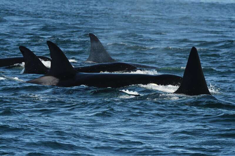 Anacortes: Whale Watching Adventure Tour Near Seattle - How the Itinerary Unfolds